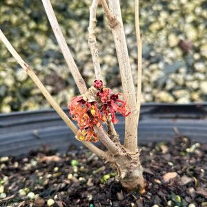 Hamamelis x intermedia 'Diane'