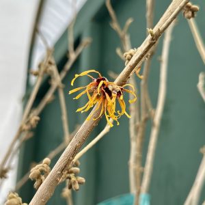 Hamamelis x intermedia 'Jelena'