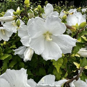 Hibiscus syriacus 'Diana'