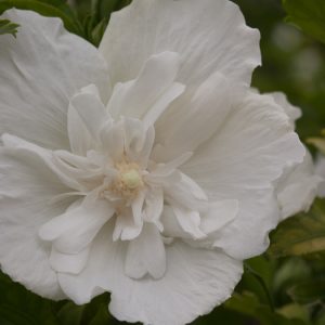 Hibiscus White Chiffon