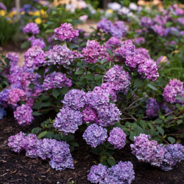 Hydrangea BloomStruck