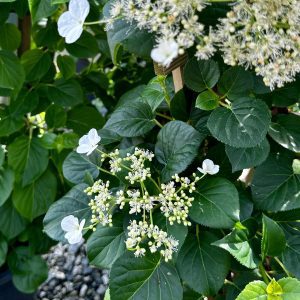 Hydrangea anomala 'Petiolaris'