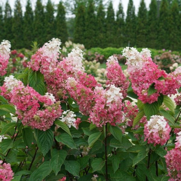 Hydrangea Pinky Winky