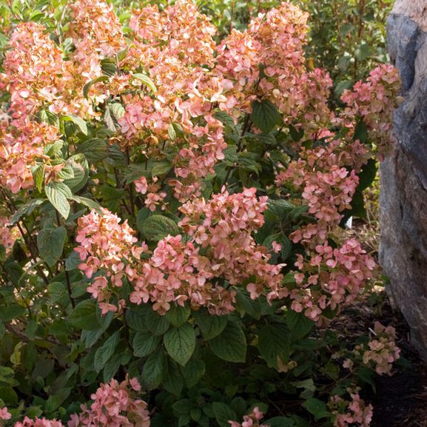 Hydrangea White Diamonds