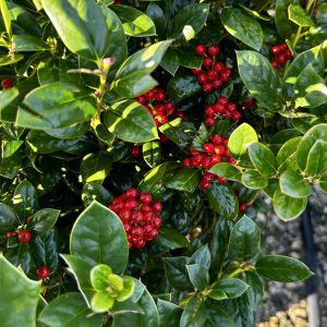 Ilex cornuta 'Burfordii Nana'