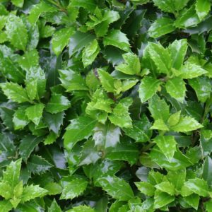 Ilex Castle Wall