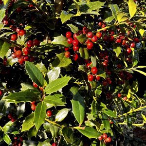 Ilex x 'Christmas Jewel'