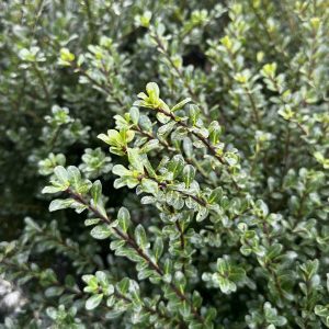Ilex crenata 'Compacta'