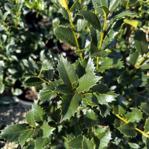 Ilex x 'Emily Brunner'