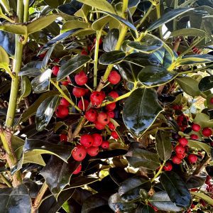 Ilex x 'Fine Line'