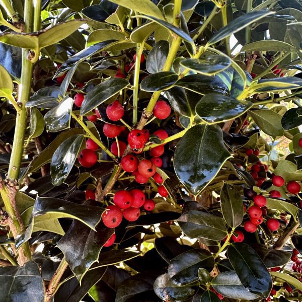 Ilex x 'Fine Line'