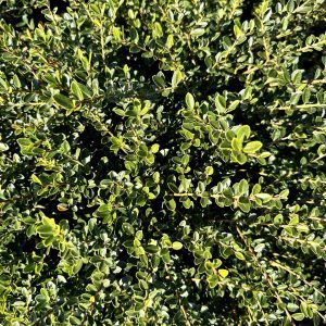 Ilex crenata 'Helleri'
