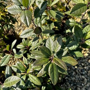 Ilex verticillata 'Jim Dandy'