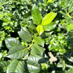 Ilex Nellie Stevens