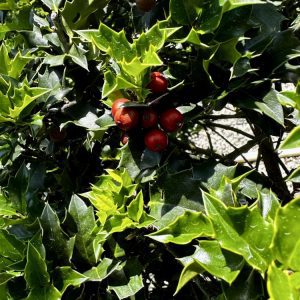 Ilex Red Beauty