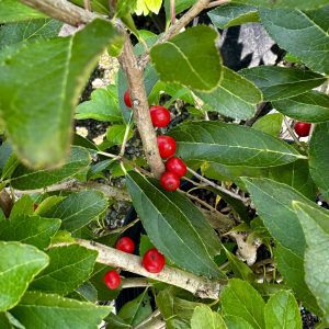Ilex verticillata 'Red Sprite'