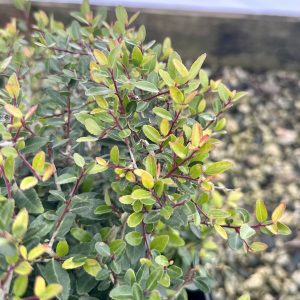 Ilex vomitoria 'Schillings'