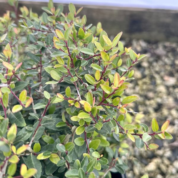 Ilex vomitoria 'Schillings'