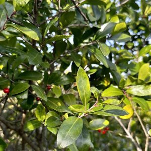 Ilex vomitoria 'Shadows Female'