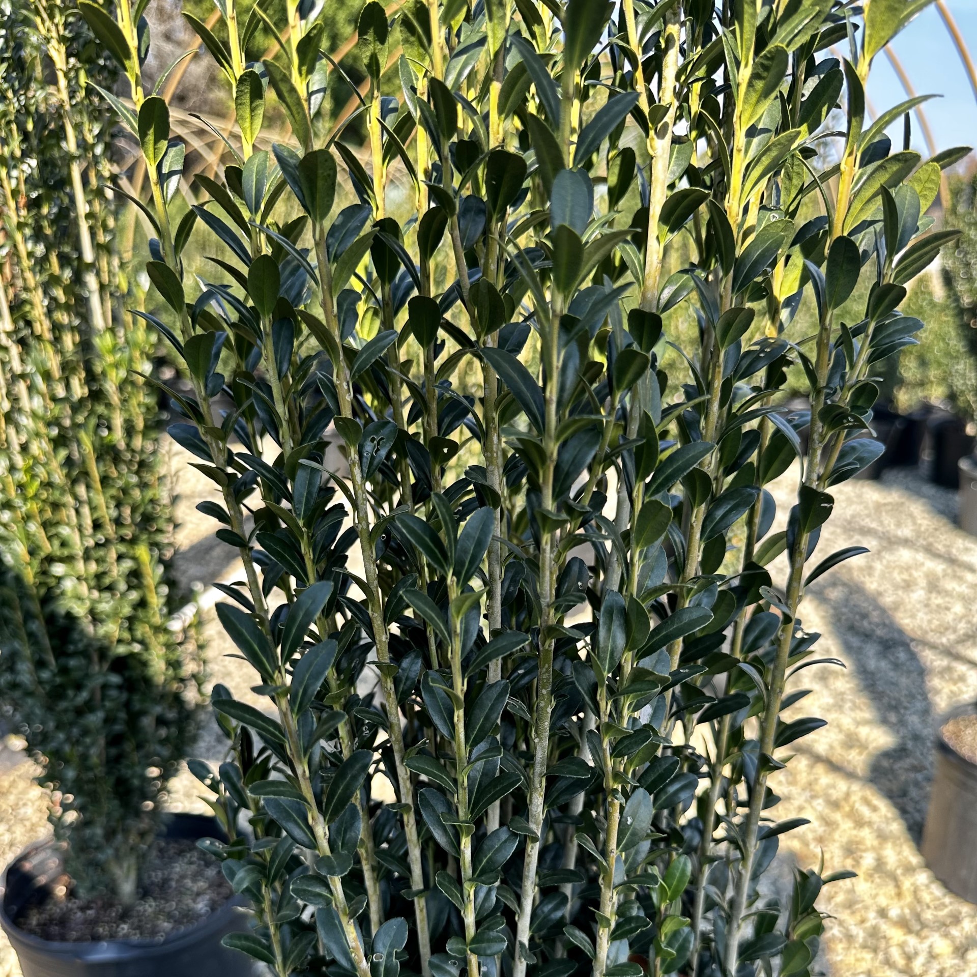 Ilex crenata 'Sky Pencil'