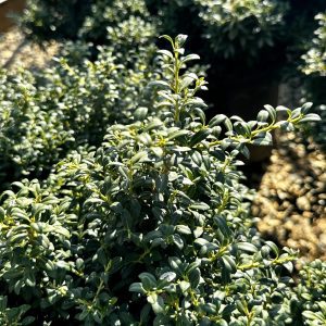 Ilex crenata 'Soft Touch'