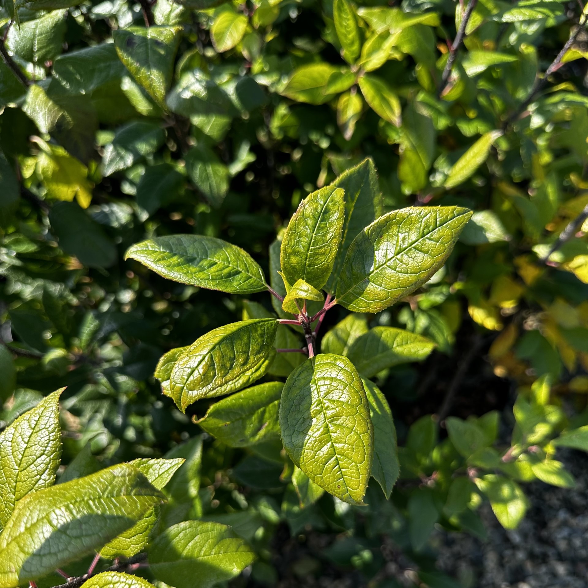Ilex verticillata 'Southern Gentleman'