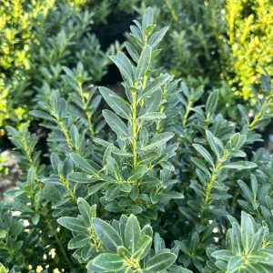 Ilex crenata 'Hoogendorn'