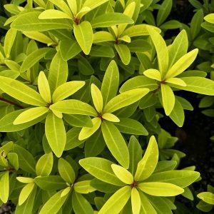 Illicium parviflorum 'Florida Sunshine'