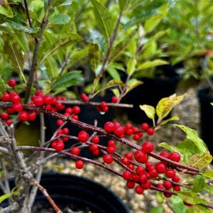 Ilex verticillata 'Winter Red'