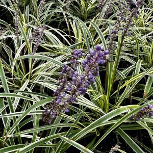 Liriope muscari 'variegata'