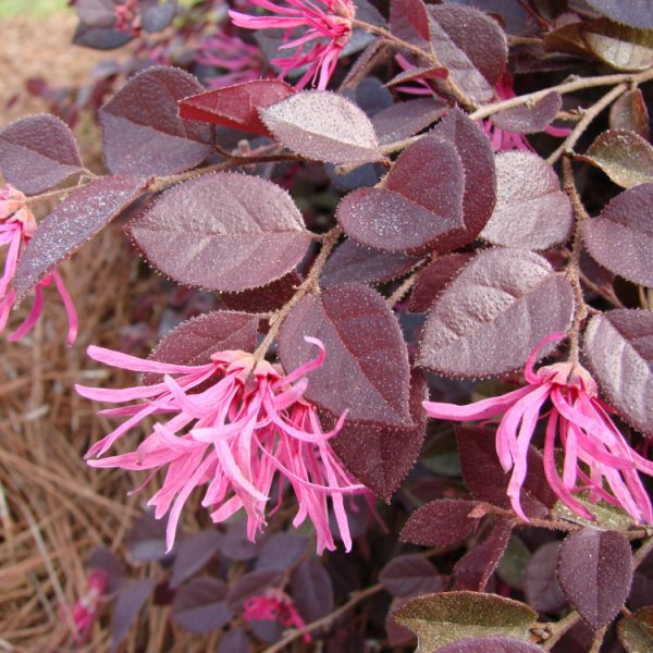 Loropetalum Crimson Fire