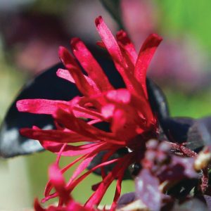 Loropetalum chinense 'Chang Nian Hong' Ever Red®