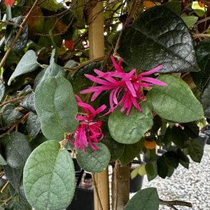 Loropetalum chinense 'Razzleberri'®