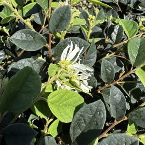 Loropetalum chinense 'Snow Panda'