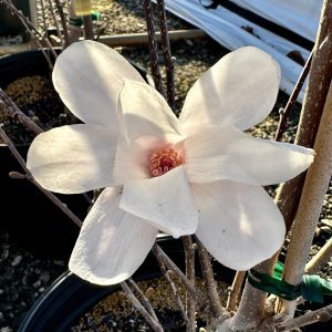 Magnolia x loeberni 'Dr. Merrill'