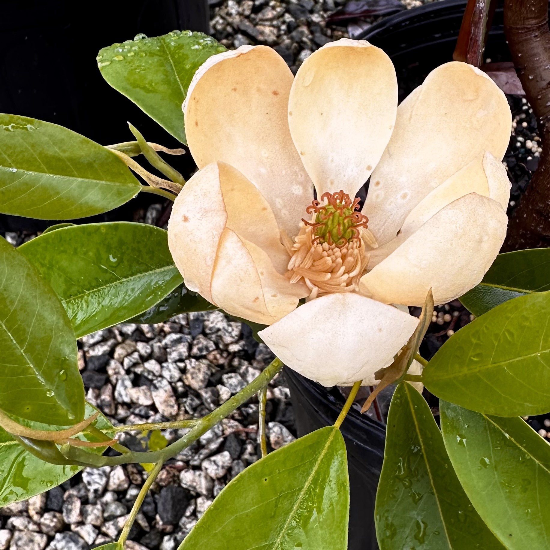 Magnolia virginana 'Jim Wilson' Moonglow® PP12065