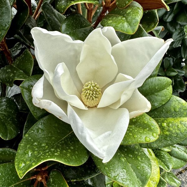 Magnolia grandiflora 'Southern Charm' Teddy Bear® PP13049