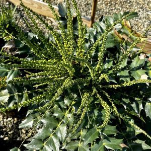 Mahonia x media 'Charity'