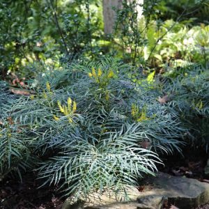 Mahonia Soft Caress