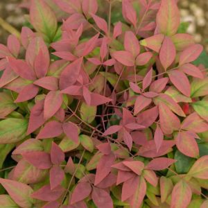 Nandina Blush Pink