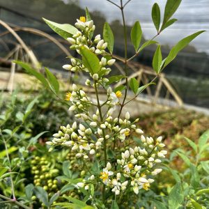 Nandina domestica