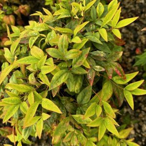 Nandina domestica 'Fire Power'