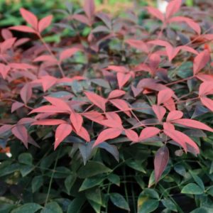 Nandina Flirt