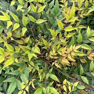 Nandina domestica 'Gulf Stream'