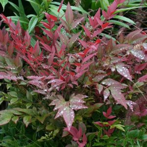Nandina Obsession