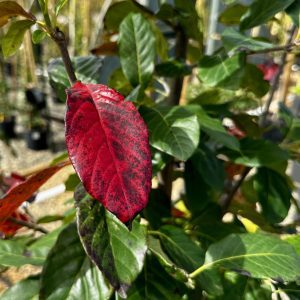 Nyssa sylvatica 'Haymanred' Red Rage™