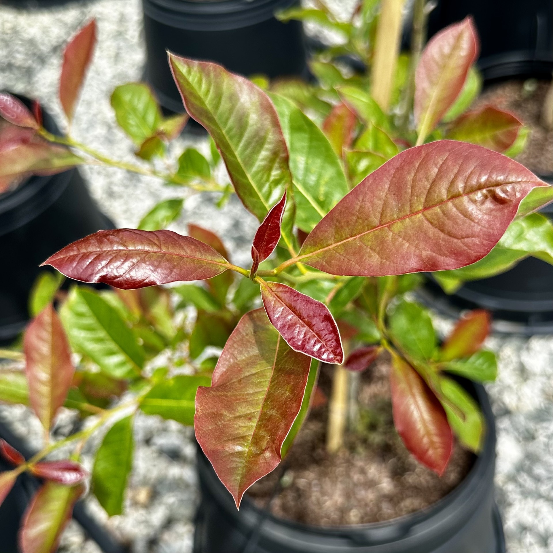 Nyssa sylvatica 'Wildfire'