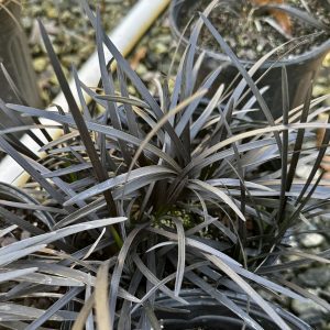 Ophiopogon japonicus 'Ebony Knight'