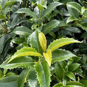 Osmanthus Fruitlandii