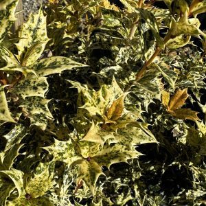 Osmanthus heterophyllus 'Goshiki'